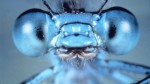 MICROCOSMOS