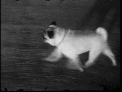 Spanky: to the Pier and Back