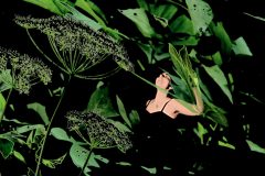 Birth of the Alseides