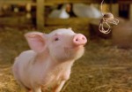 pig